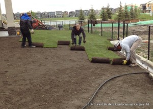 Installation of Sod Grass by Yard Busters Landscaping (Calgary AB)