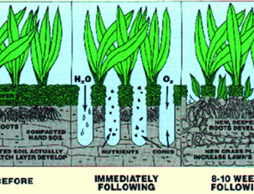 Why is core aeration important for your lawn?