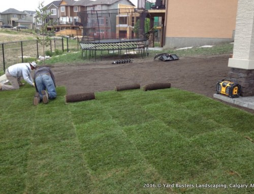 Types of Sod for Calgary