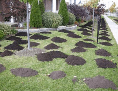 All about Top Dressing a lawn